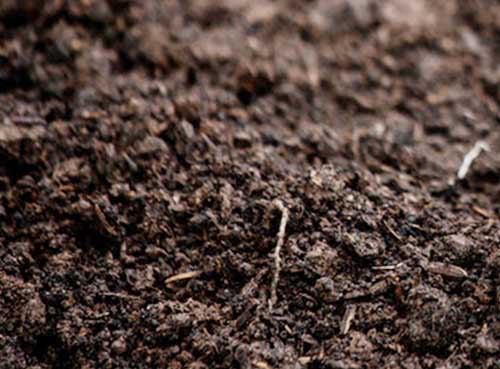 fertilisant naturel issu de votre compostage donne vigueur et force à vos plantations