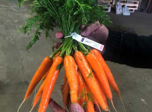 consommation de carottes