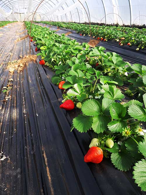 saveur des fraises culture au sol