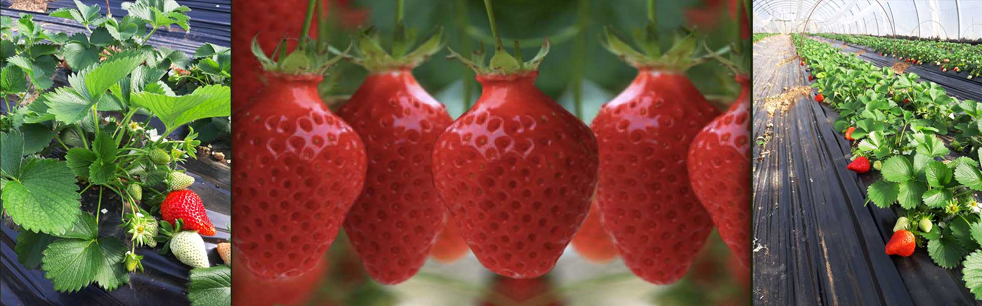 des fraises au goût incomparable