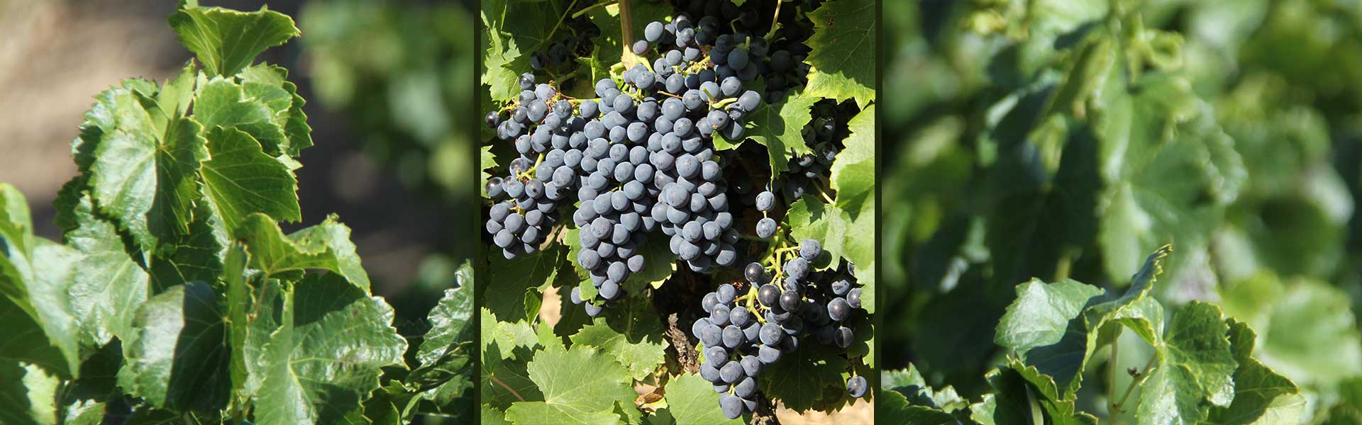 Améliorer la qualité de vos raisins pulvérisation ferment sur vigne